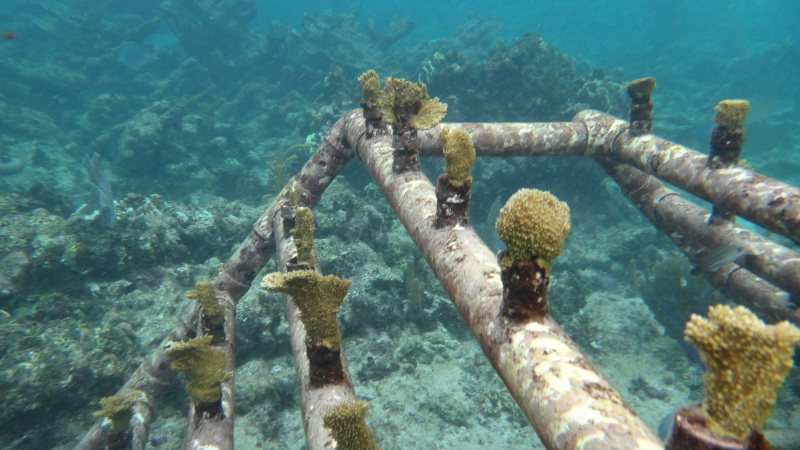 Reef Restoration in the Xcalak Reef National Park